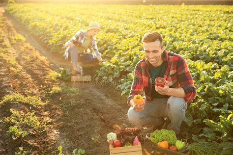 Granjero De Sexo Masculino Que Recolecta Verduras En Campo Imagen De