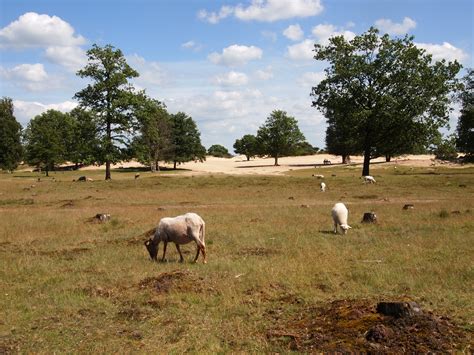 de kale duinen van Appelscha. Friesland. Bayke foto. | Appelscha
