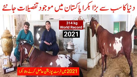 The World S Heaviest Goat Will Be Ranked First In Pakistan