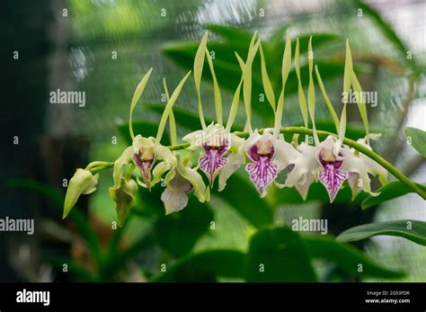 Dendrobium Phalaenopsis Hi Res Stock Photography And Images Alamy