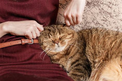 Woman Caress Tabby Cat Hand Of Woman Caress Beautiful Half Sleepy