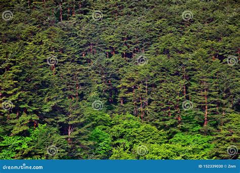 Natureza Norte Coreana Floresta Foto De Stock Imagem De Monte Mola