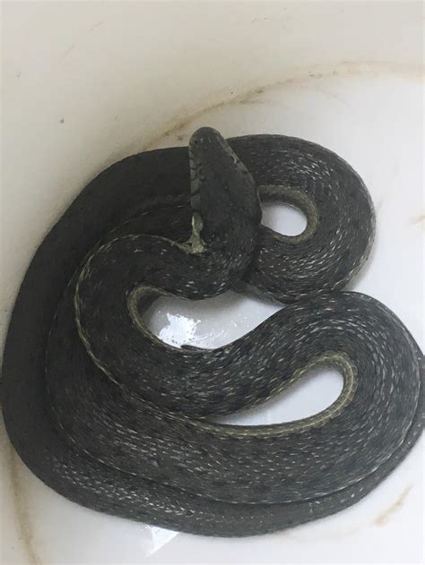 38 best Thamnophis images on Pholder | Herpetology, Animal Porn and