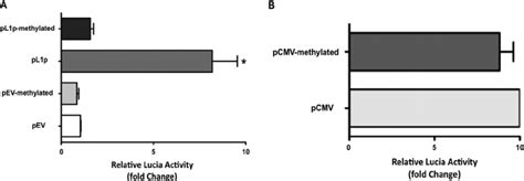 Effect Of Dna Methylation On Npc1l1 Promoter Activity Human Npc1l1 Download Scientific Diagram