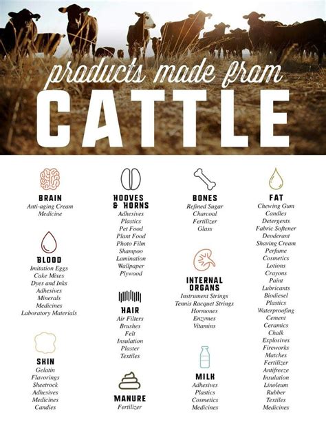 Products made from cattle. | Cattle ranching, Cattle, Cattle farming