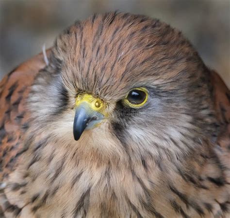 El T Rmino Kestrel Es El Nombre N Dado A Varias Especies De Aves