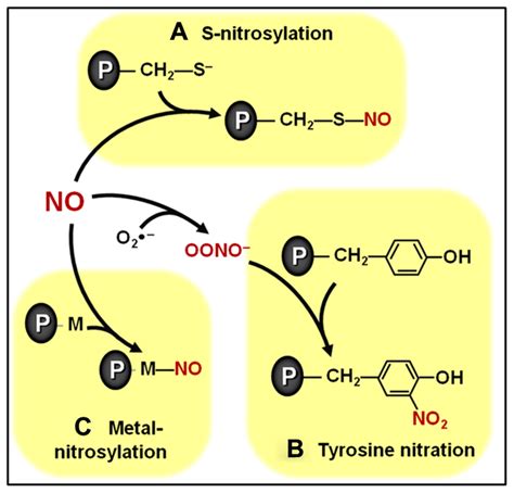 Frontiers Nitric Oxide And Phytohormone Interactions Current Status