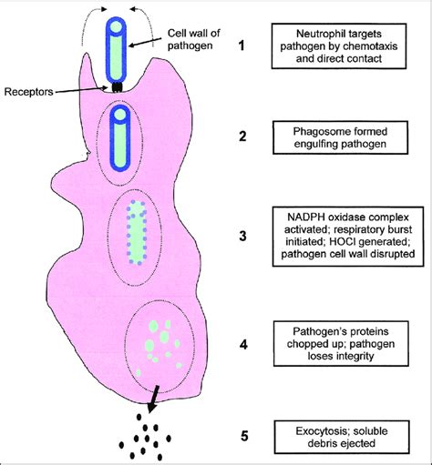 Stages Of Phagocytosis Diagram