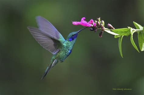 Veilchenohrkolibri Colibri Coruscans Veilchenohrkolibri Flickr