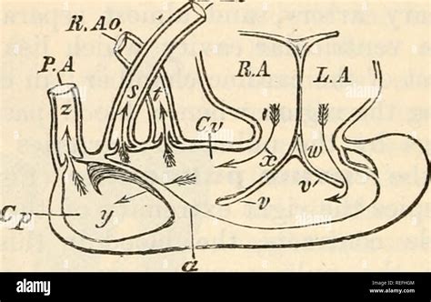 Bird Heart Diagram - General Wiring Diagram