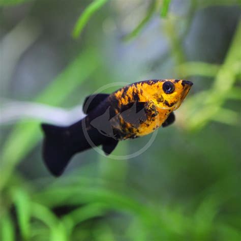 Black And Gold Molly Fish