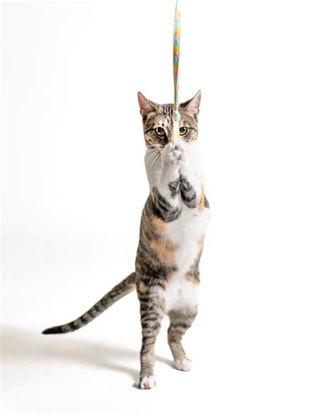 6 Exercises to Keep Your Cat Fit and Strong for Life — Beloved Pet ...