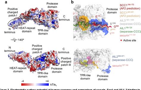 Figure From The Molecular Mechanisms Of Human Separase Regulation