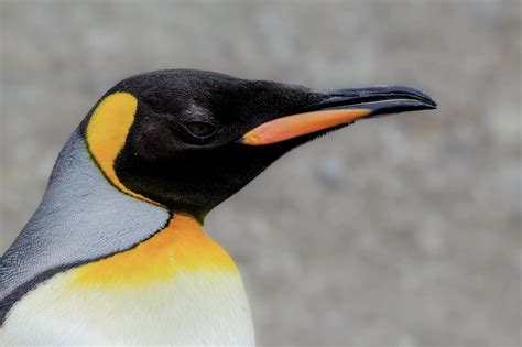 Definitive Guide To King Penguin Facts, Habitat, Conservation Status ...