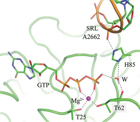 Mechanism Of Activation Of Elongation Factor Tu By Ribosome Catalytic