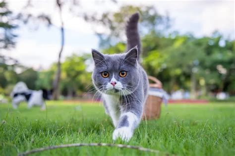 5 вещей, за которые мы любим кошачьи хвосты - мяуканье имеет смысл!