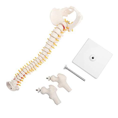 45cm Human Spine Model Removable Flexible Vertebral Column Model For