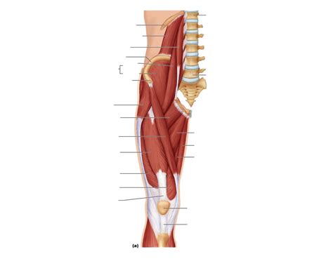 Deep Muscles of Pelvis Quiz