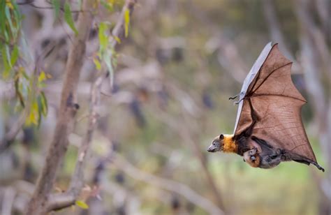 Bat Conservation And Rescue Qld Inc Non Profit Organisation Dedicated To Preserving The