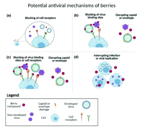 Graphical Description A Pre Incubation Of The Cells B