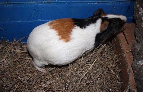 Guinea Pig Pregnancy: Stages of Reproduction & Care (Vet-Approved) | Hepper