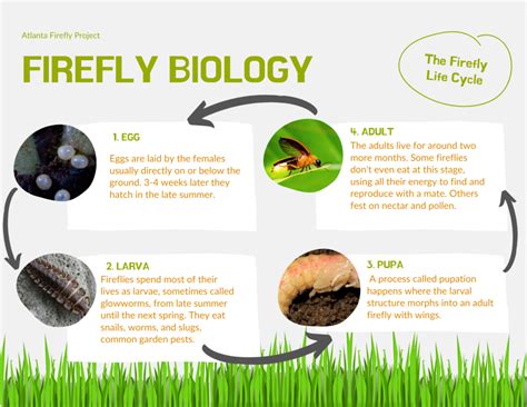 Firefly Eggs