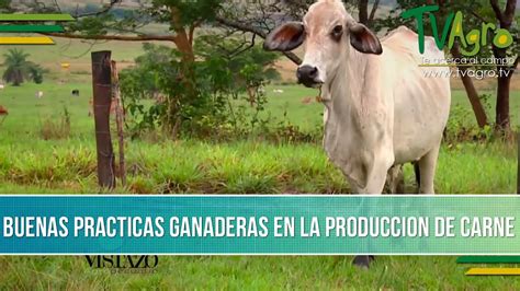 La Importancia De Implementar Buenas Practicas Ganaderas TvAgro Por