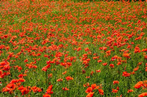 Papoila Vermelha Florescente Em Rosas De Papaver De Trigo Foto De Stock