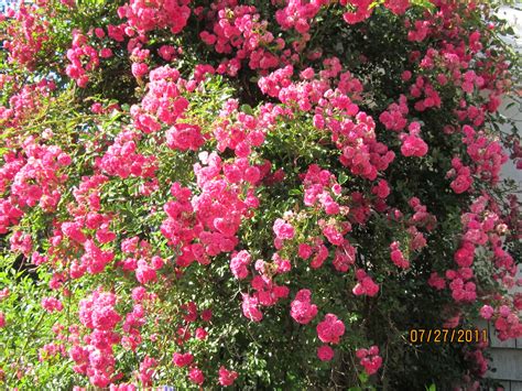 Old Fashioned Climbing Rose