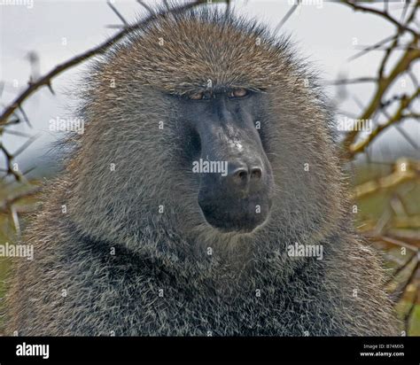 Baboon Close Up Stock Photo - Alamy