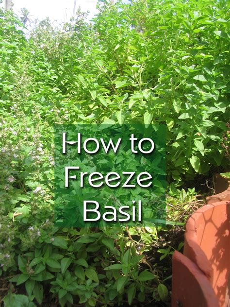 How To Freeze Fresh Basil Delishably