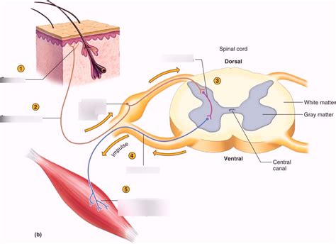 Nervous System Diagrams Part 6 Diagram Quizlet