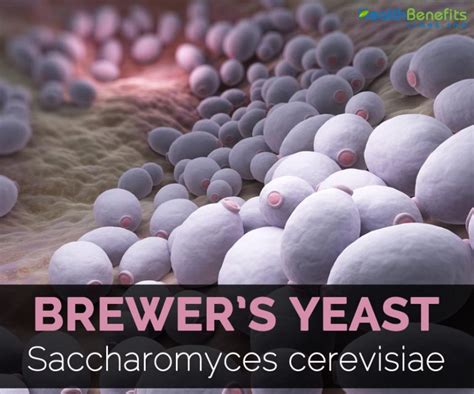 Brewer S Yeast Facts And Health Benefits