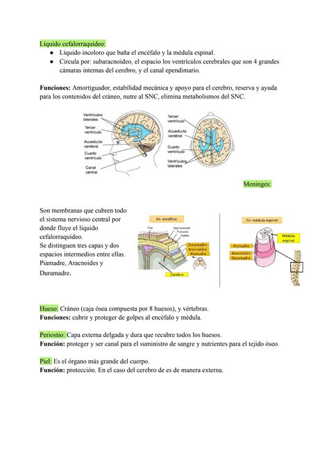 SOLUTION Sistema Nervioso Neurociencias Studypool