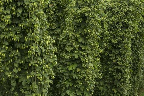 How Hop Growers Decide Which Varieties To Grow | Crosby Hops