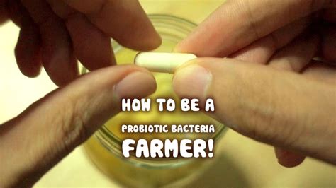 Growing Your Own Probiotic Bacteria Fruit Ferment Youtube