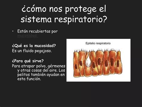 Sistema Respiratorio 5to Ppt