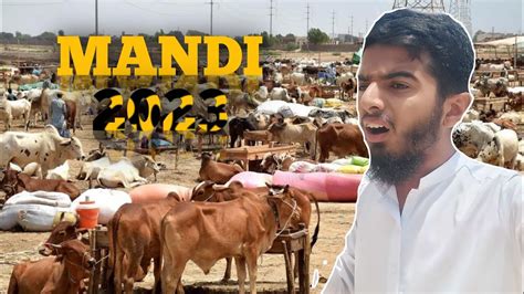 Mandi Vlog Zahir Pir Mandi Mandi Rates Dolo Bhai Cow Mandi