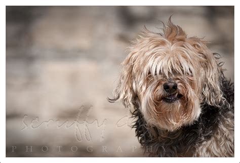 a true scruffy dog » scruffy dog photography | award-winning ...