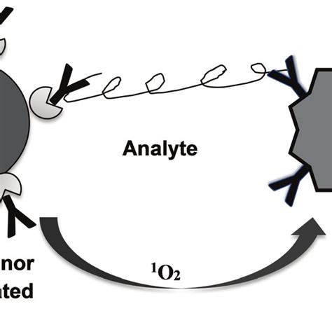 AlphaScreen/AlphaLISA assay principle for insulin determination. 34 ...