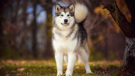 Alaskan Malamute Il Gigante Delle Nevi Amica Veterinaria