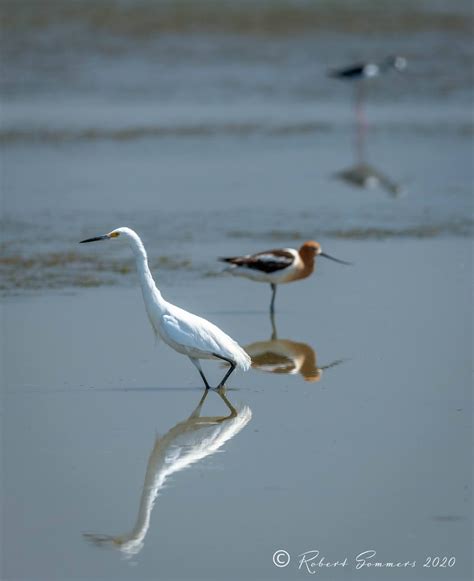 Blue Heron Blast: Egret and Avocet