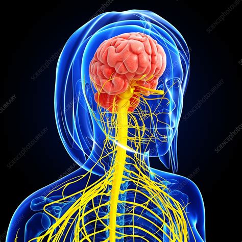 Female Nervous System Artwork Stock Image F006 1990 Science Photo Library