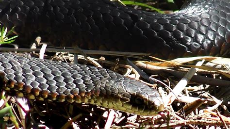 Lowland Copperhead Snake Youtube