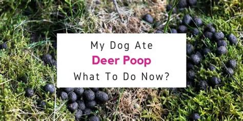 My Dog Ate Deer Poop What Should I Do Now