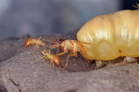 All Facts About The Termite Queen What Is It Size And Lifespan What