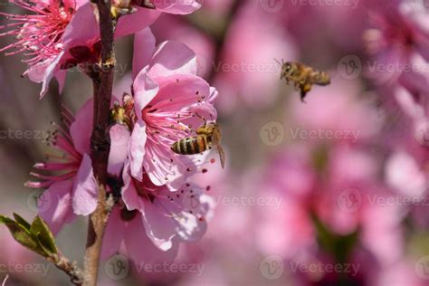 Pollination of flowers by bees peach. 25863578 Stock Photo at Vecteezy