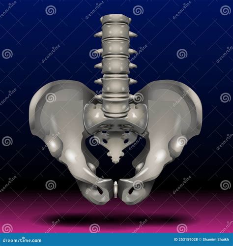 Female Pelvis Human Skeleton Pelvic Bone Anatomy Hip Artwork