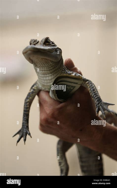 Alligator hatchlings hi-res stock photography and images - Alamy