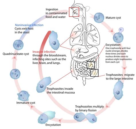 Cures & Symptoms of Human Intestinal Parasites Worms - Pictures of Tapeworms Hookworms in Humans ...